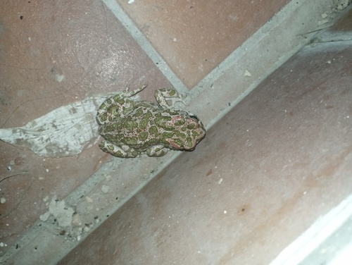 Green Toad