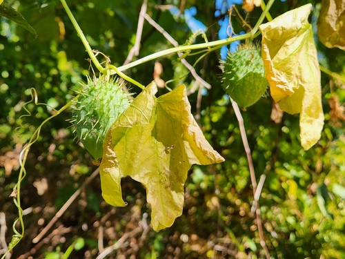 prickly cucumber