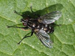 Rhinomorinia sarcophagina