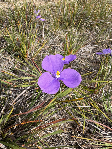 Patersonia sericea