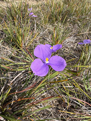 Patersonia sericea