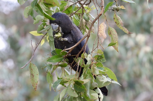 Forest Red-tailed Black Cockatoo