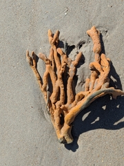 Axinella polycapella