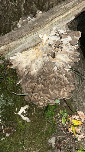hen of the woods
