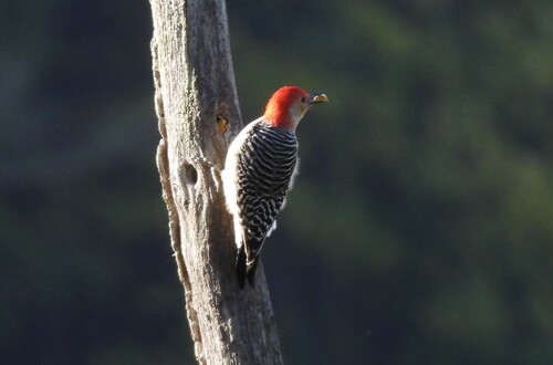 Red-bellied Woodpecker
