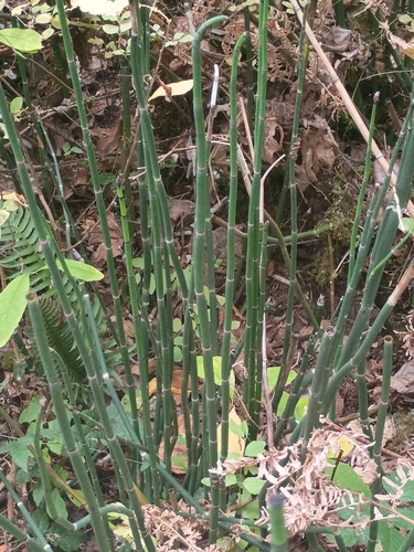 rough horsetail