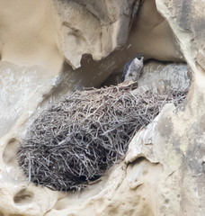 Falco peregrinus anatum