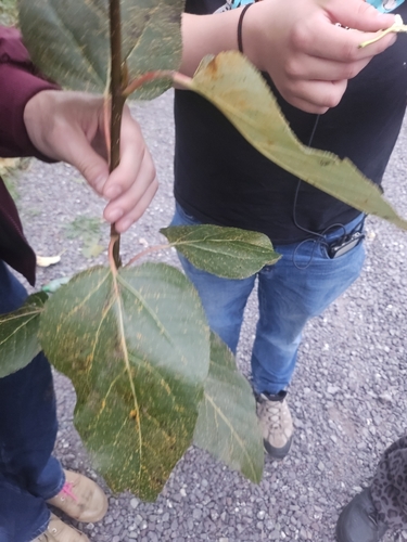 balsam poplar
