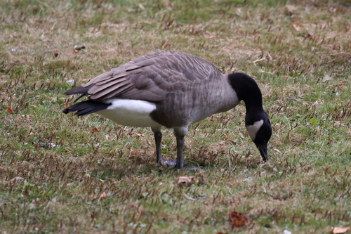 Canada Goose