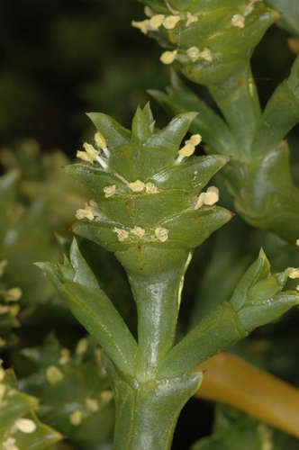 Image of Tecticornia triandra by (c) Chris Lindorff, some rights reserved (CC BY)
