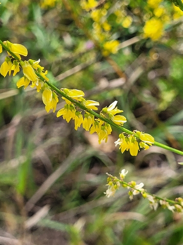 Melilotus officinalis, photograph 6