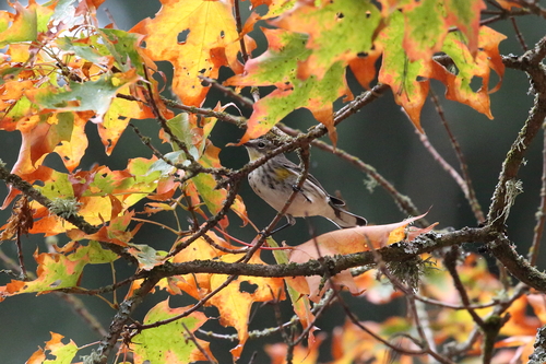 Yellow-rumped Warbler