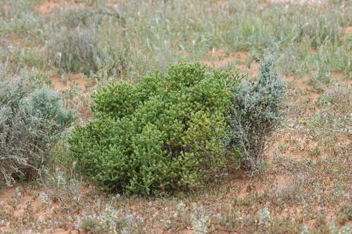 Image of Tecticornia triandra by (c) Chris Lindorff, some rights reserved (CC BY)