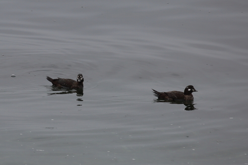 Harlequin Duck