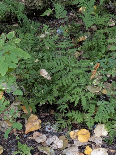 Gymnocarpium dryopteris, photograph 5