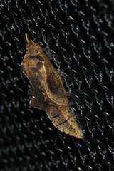 Pieris rapae rapae