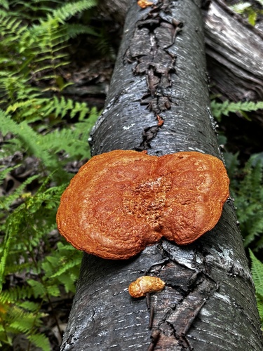 Northern Cinnabar Polypore