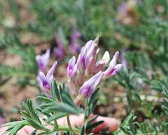 Astragalus crassicarpus