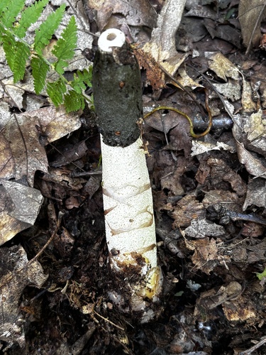 Ravenel's stinkhorn