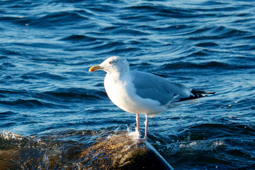 American Herring Gull