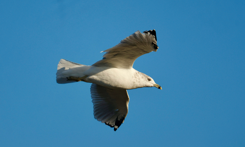 Ring-billed Gull
