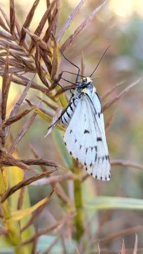 Chain-dotted Geometer