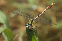 Arigomphus lentulus
