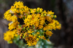 Isocoma menziesii