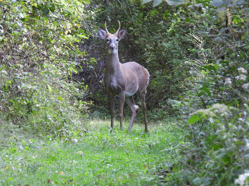 White-tailed Deer