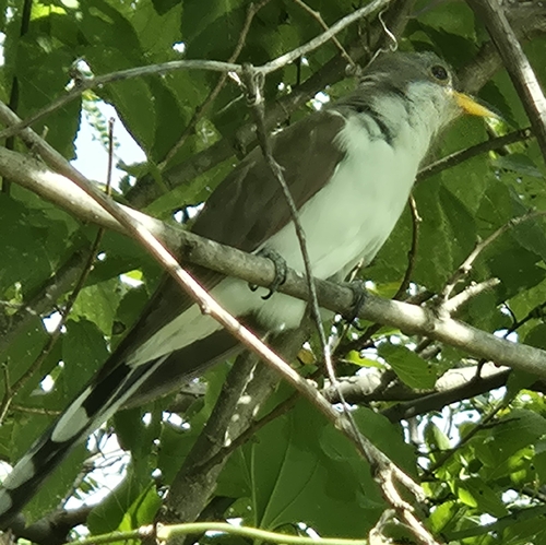 Yellow-billed Cuckoo