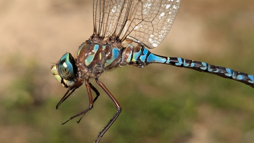Lake Darner