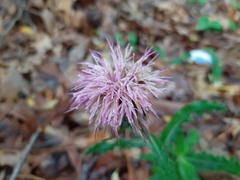 Cirsium repandum