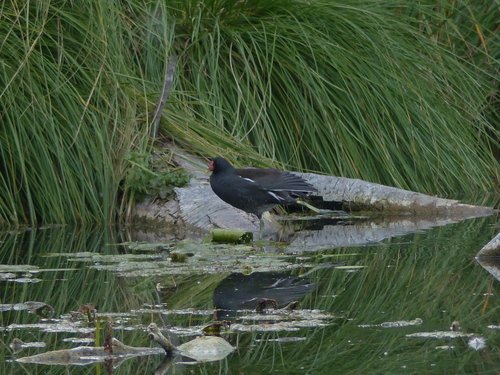 Eurasian Moorhen