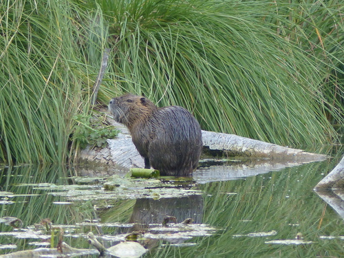 Coypu