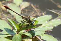 Arigomphus lentulus