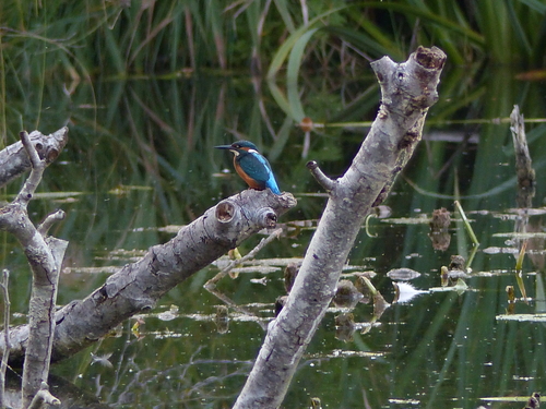 Common Kingfisher