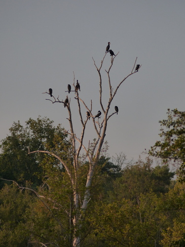 Great Cormorant