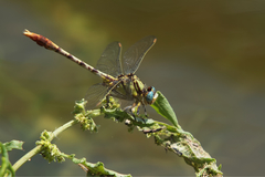 Arigomphus lentulus