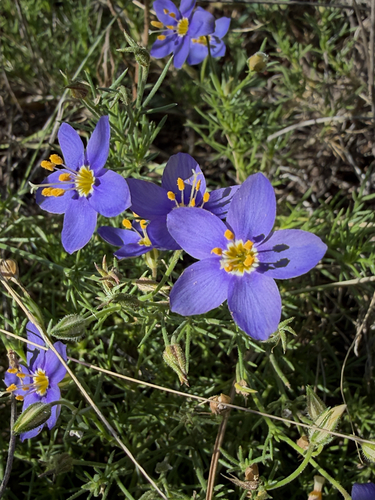 Prickleaf Gilia