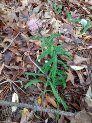 Cirsium repandum