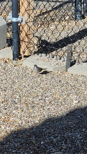 White-crowned Sparrow