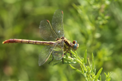 Arigomphus lentulus