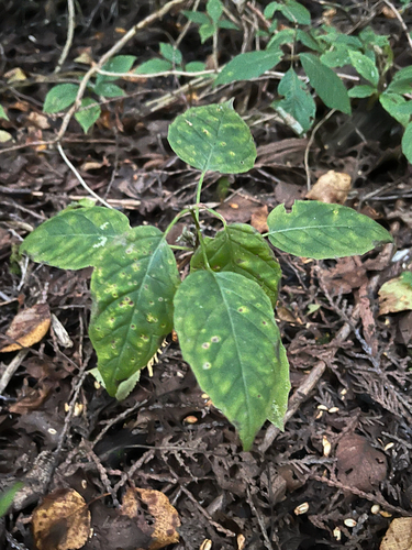 Circaea canadensis, photograph 2