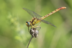 Arigomphus lentulus