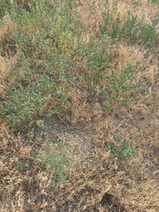 Bassia scoparia, photograph (c) rosaceae_roberts, some rights reserved (CC BY)