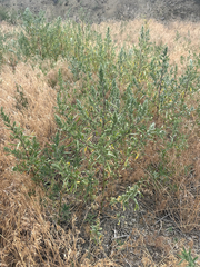Bassia scoparia, photograph (c) rosaceae_roberts, some rights reserved (CC BY)