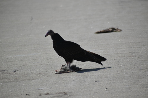 Turkey Vulture