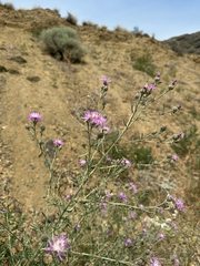 Centaurea stoebe, photograph (c) rosaceae_roberts, some rights reserved (CC BY)