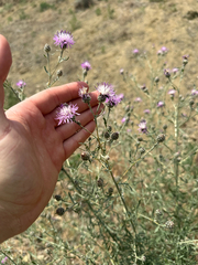 Centaurea stoebe, photograph (c) rosaceae_roberts, some rights reserved (CC BY)