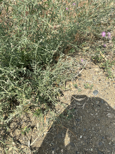 Centaurea stoebe, photograph 3